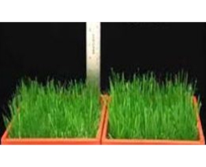 植物生產(chǎn)調(diào)節(jié)劑
